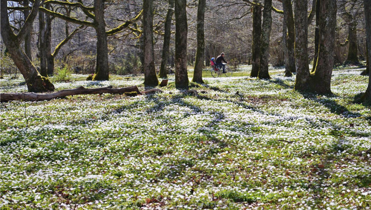 Hvitveis i eikeskogen Jomfruland Kragerø