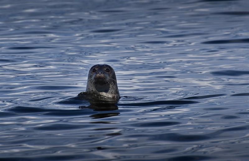 Common seal