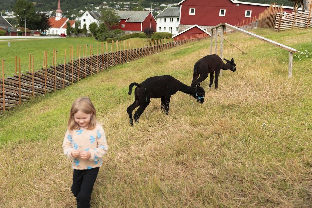 To svarte alpakkaer beitar i ei skrå grasbakke nær raude fjøs, med eit barn i forgrunnen..