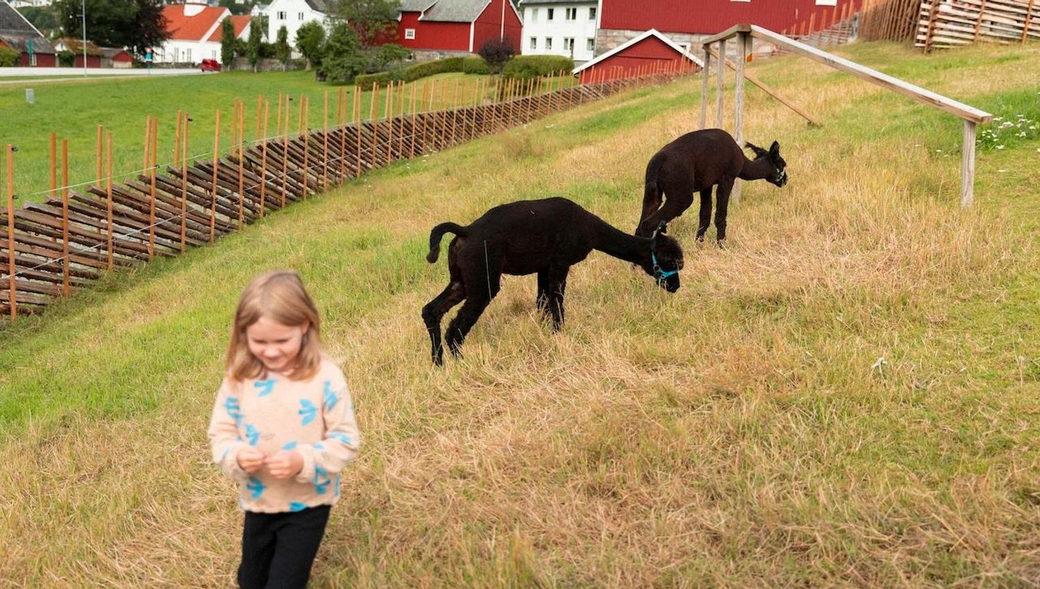 To svarte alpakkaer beitar i ei skrå grasbakke nær raude fjøs, med eit barn i forgrunnen..