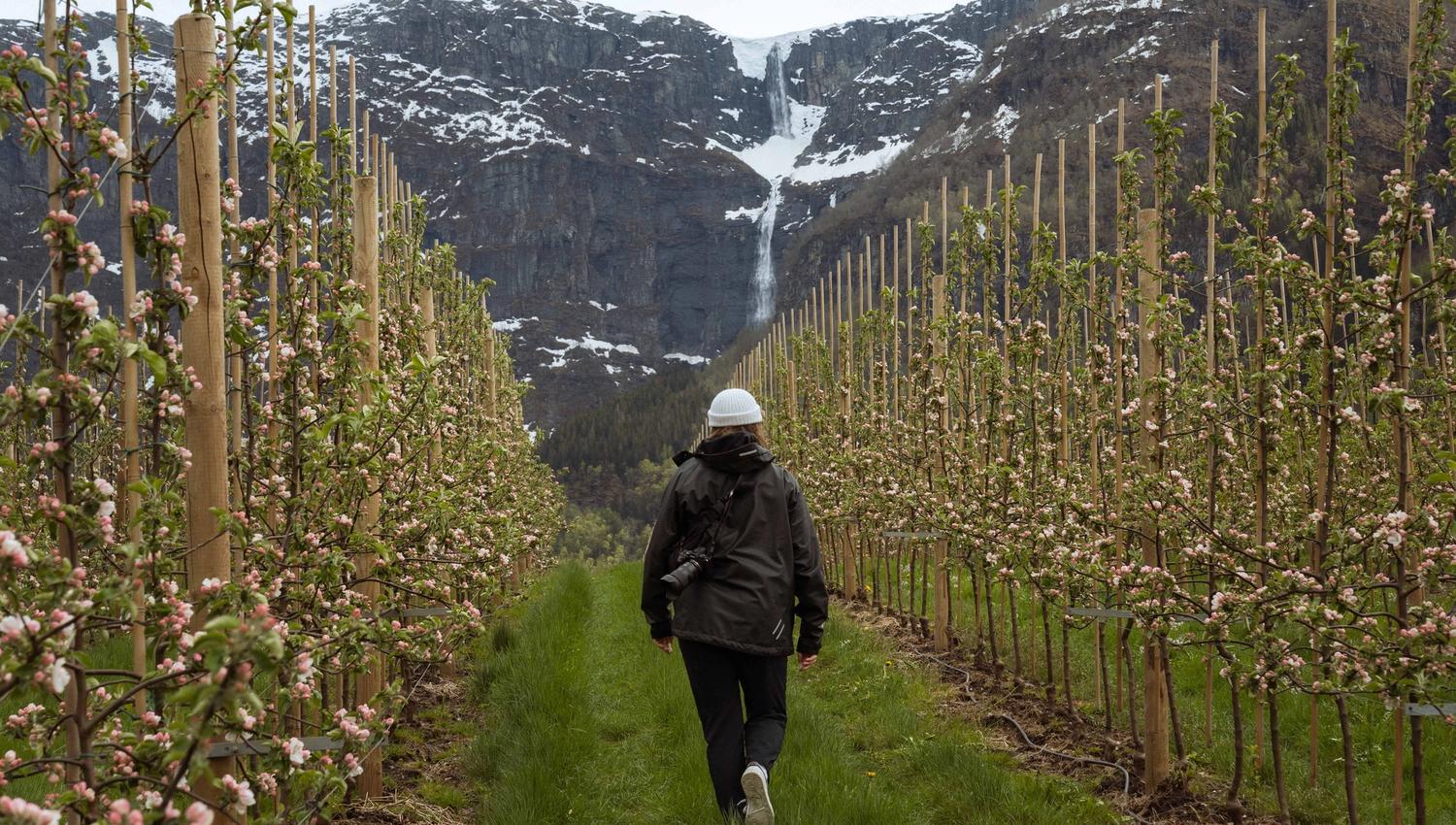 Vårvandring i blomstrande eplehage langs Fruktstien i Hardanger med fossefall i bakgrunnen.