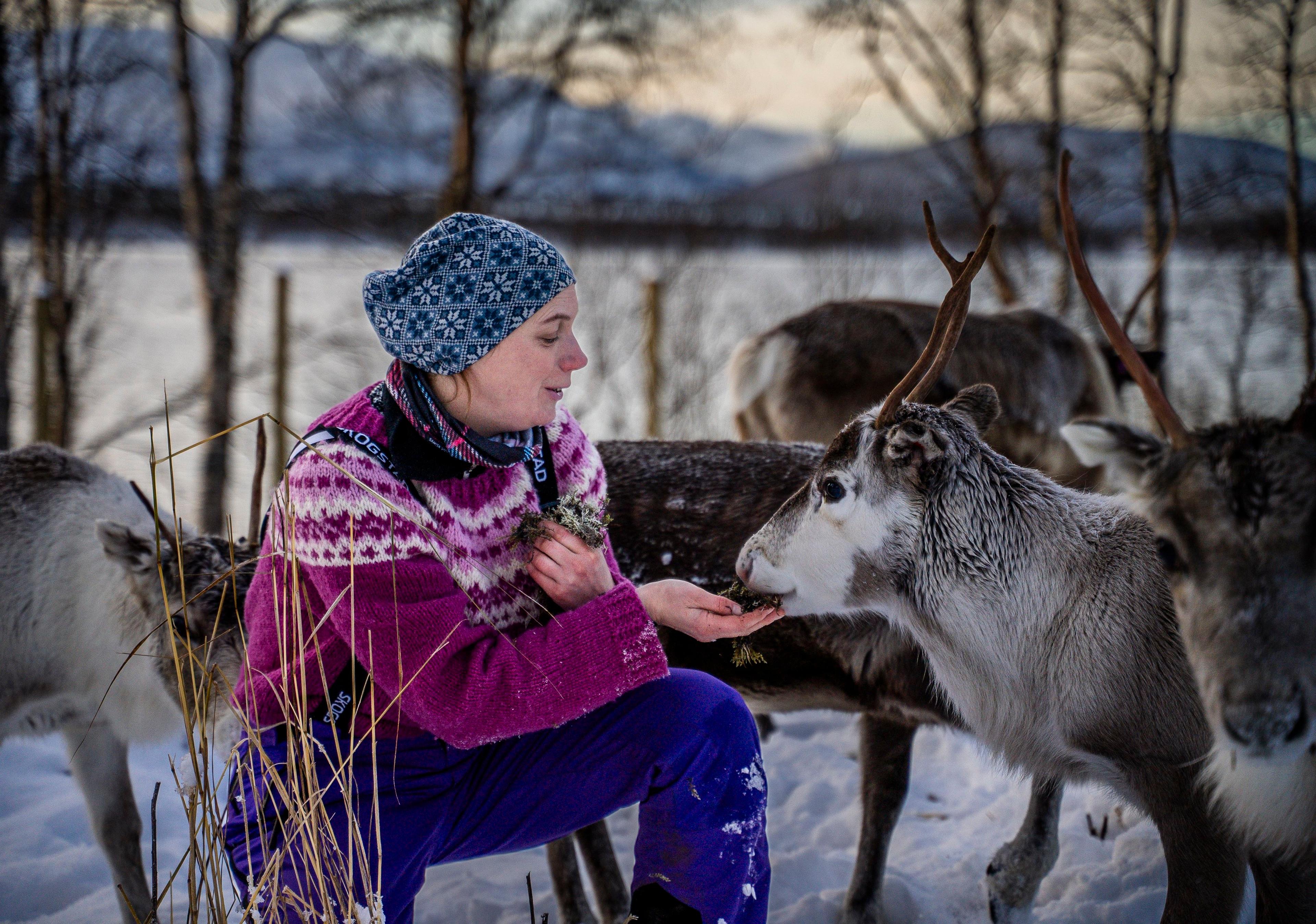 Magisk møte med rein og samisk kultur