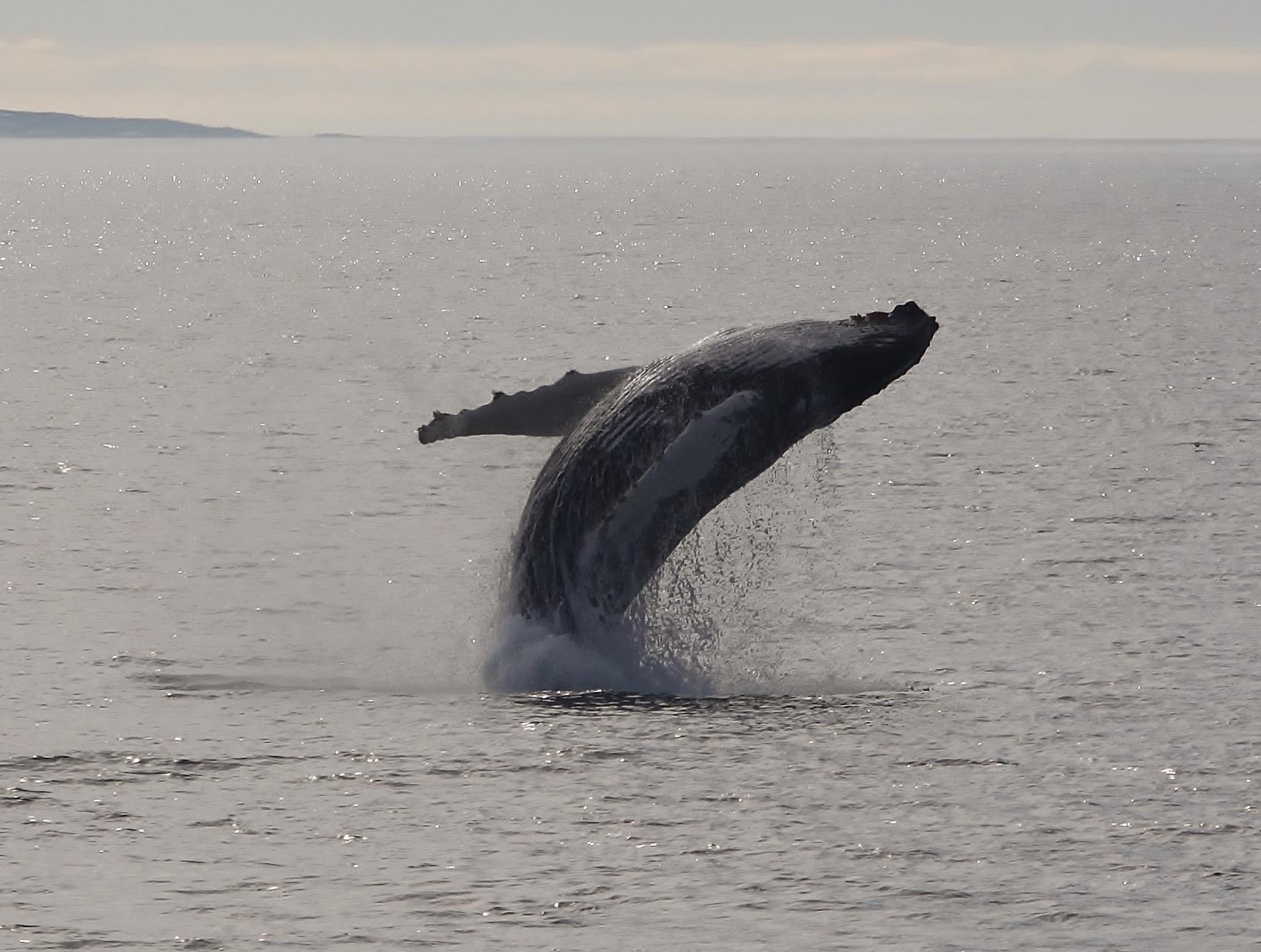 Whale jumping