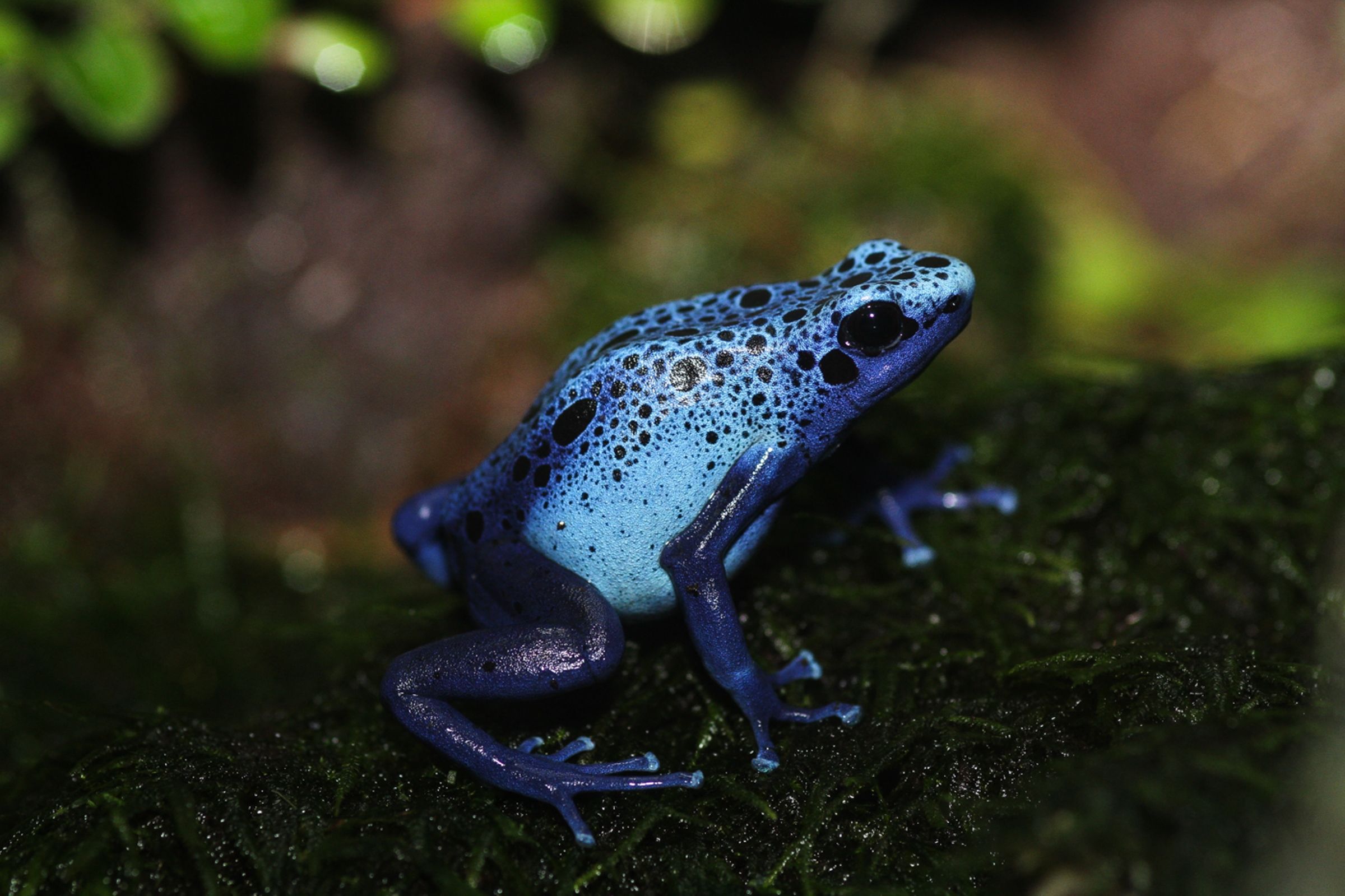 blue frog