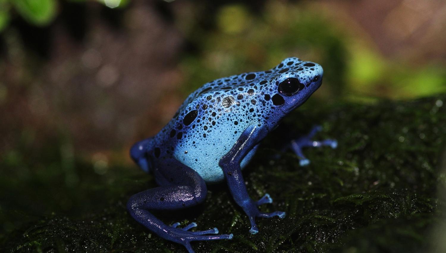 blue frog