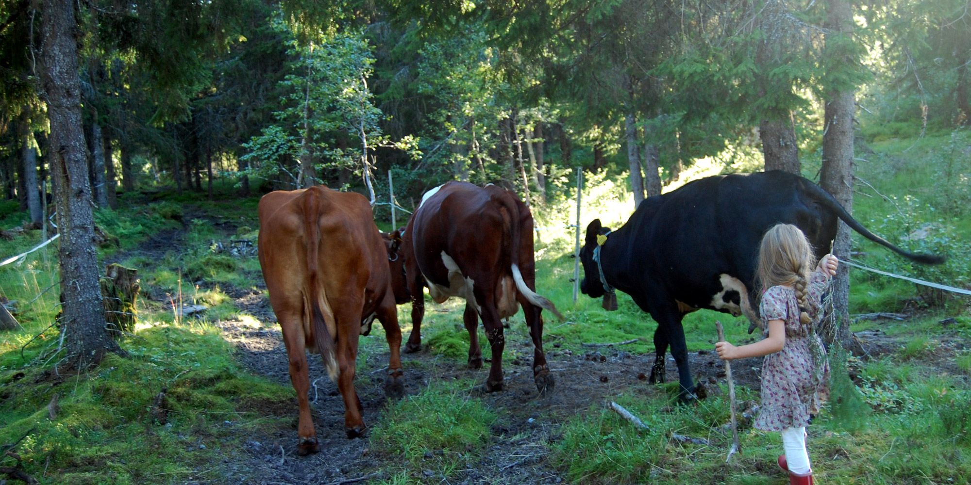 Litjbudeia gjeter kyrne på Holsingseteren i Snåsa