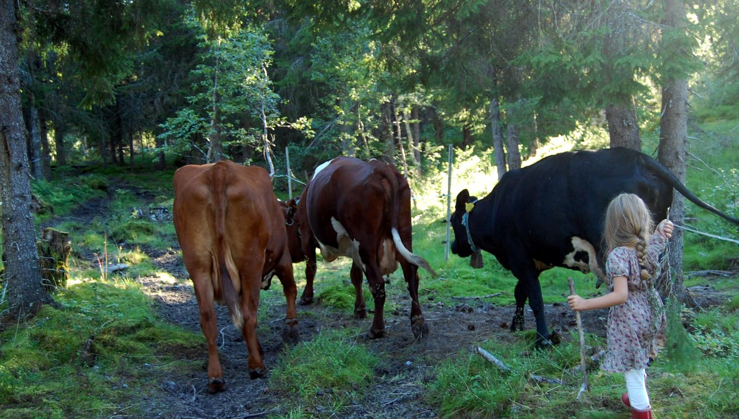 Litjbudeia gjeter kyrne på Holsingseteren i Snåsa