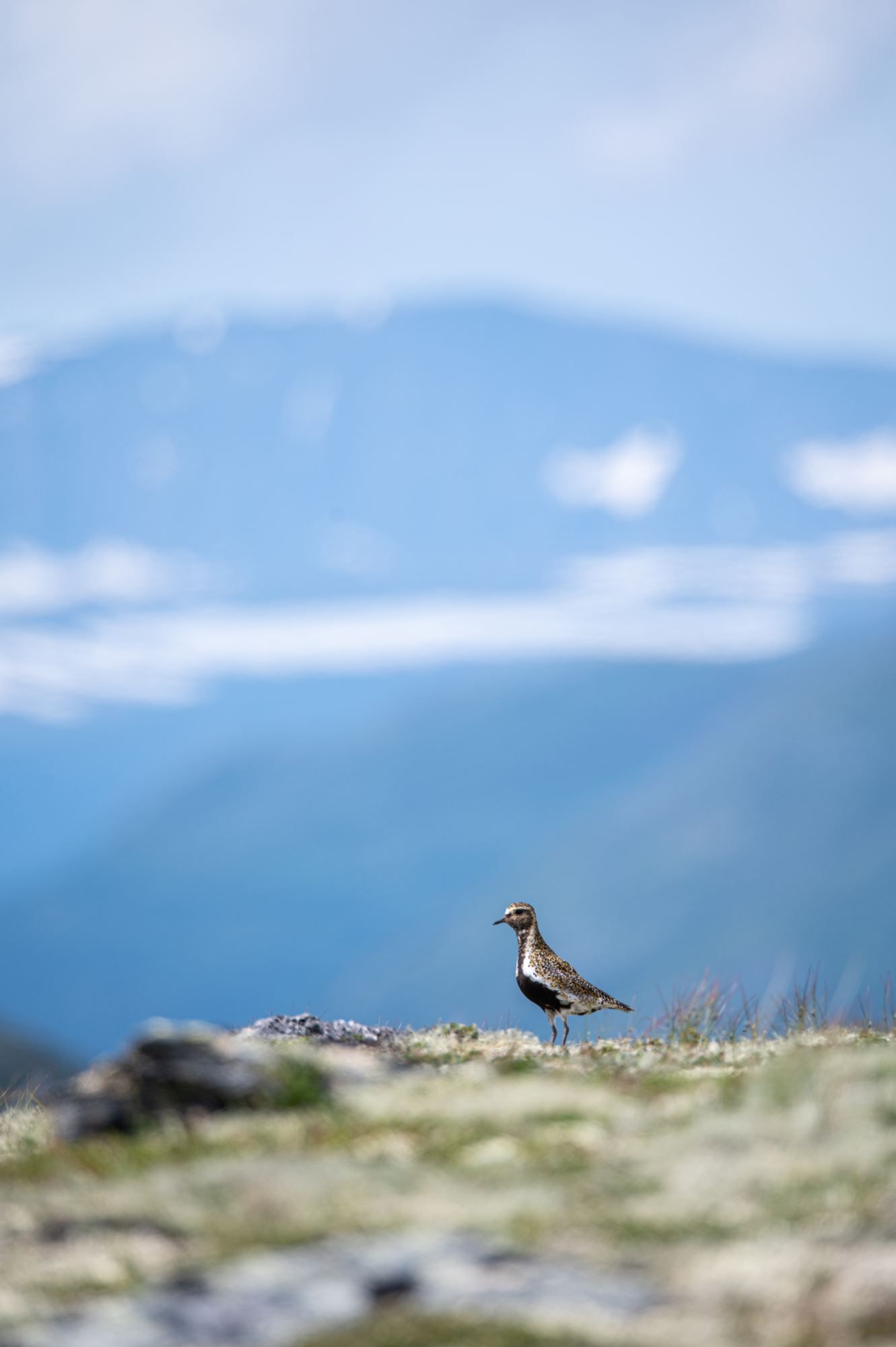 Bird watching with guide