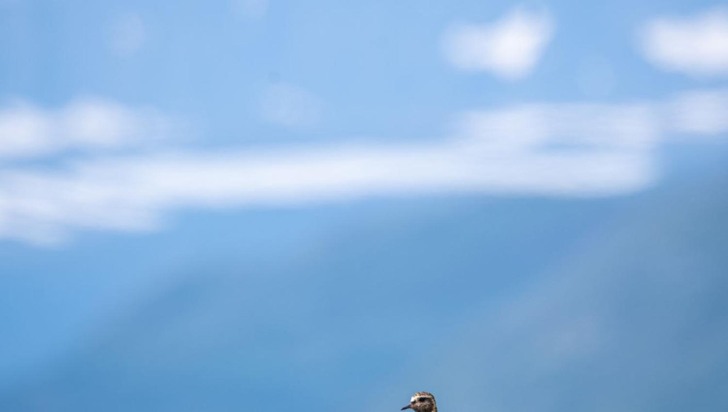 Bird watching with guide