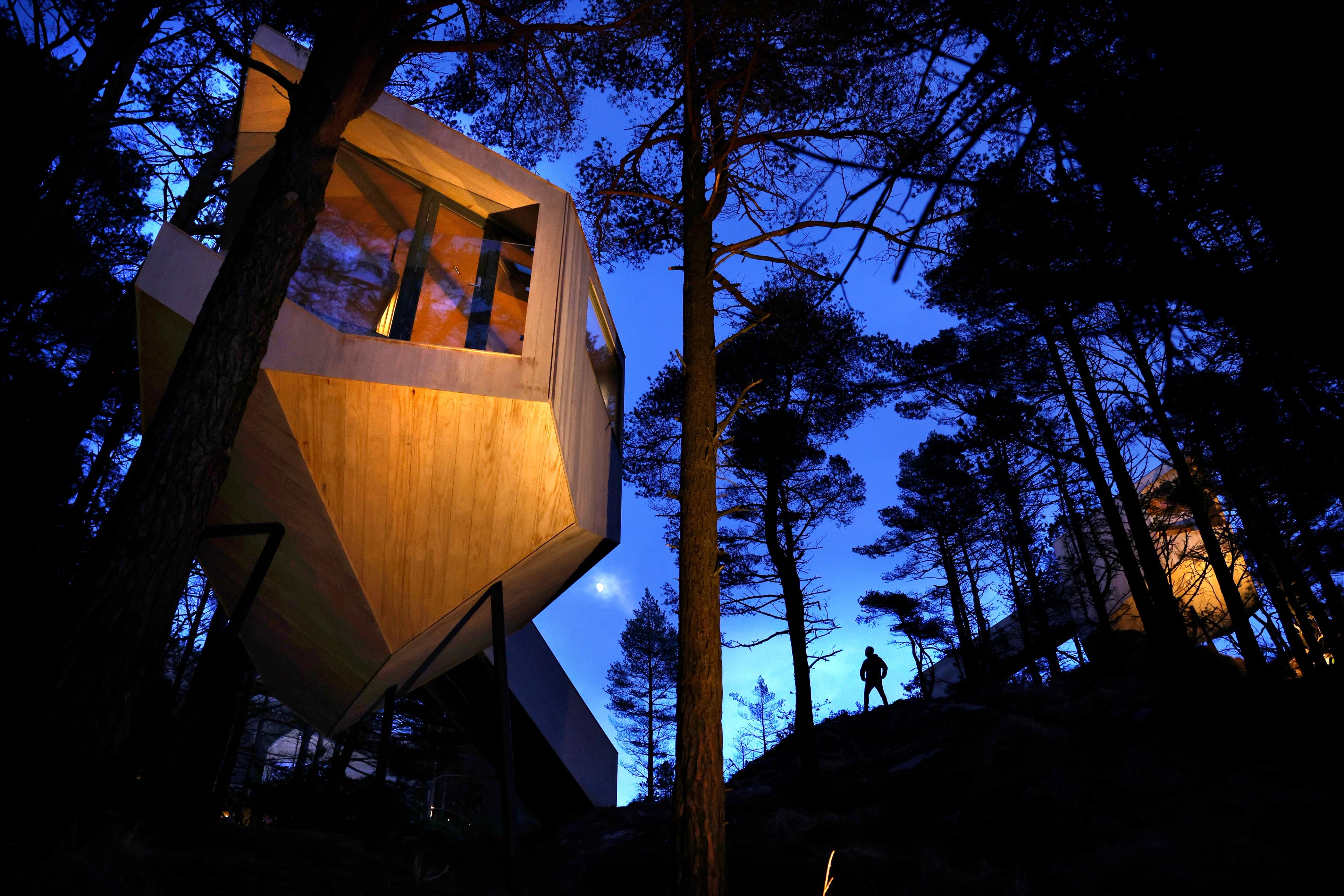 Tretopphytter i skogen