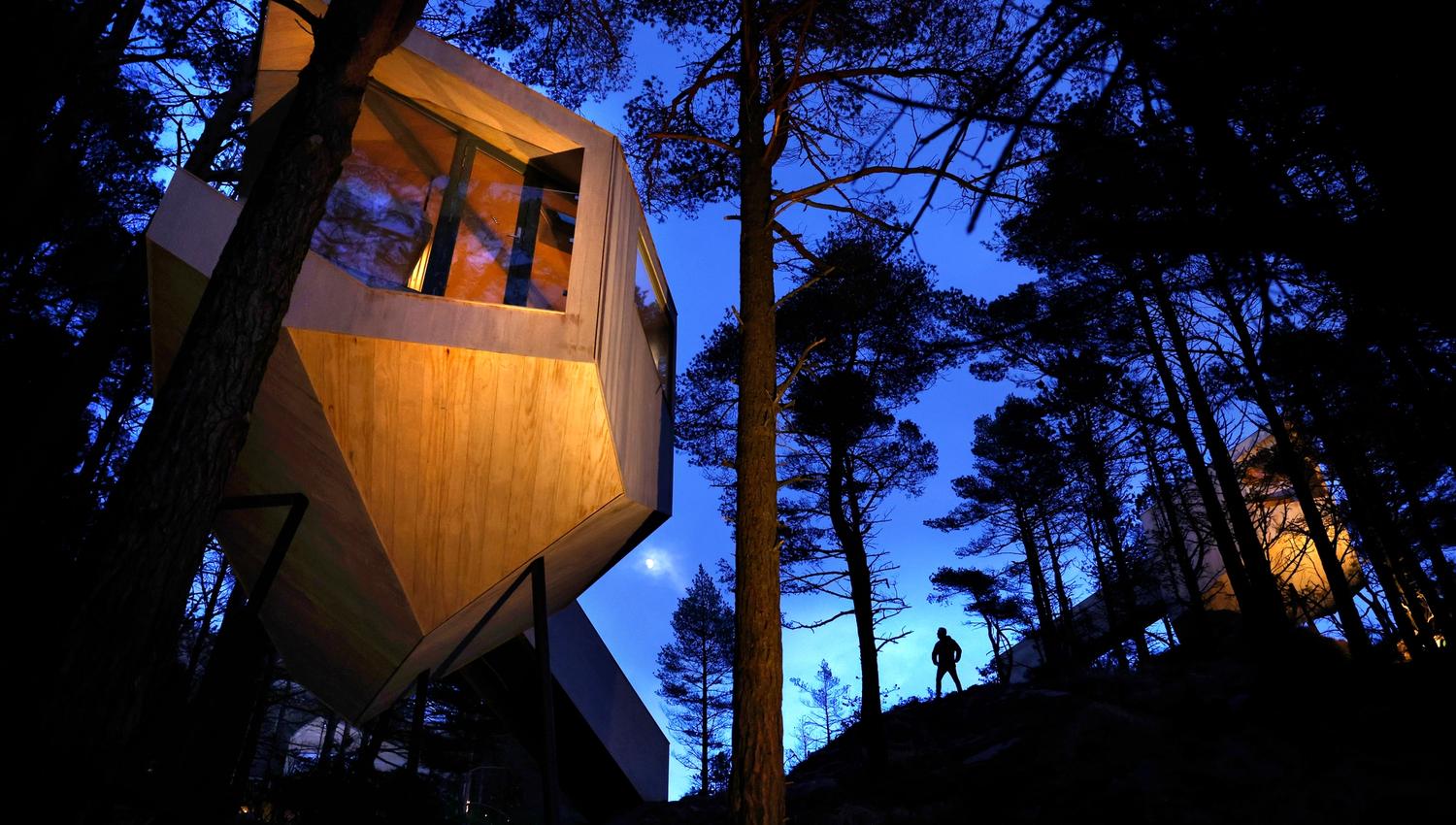 Tretopphytter i skogen