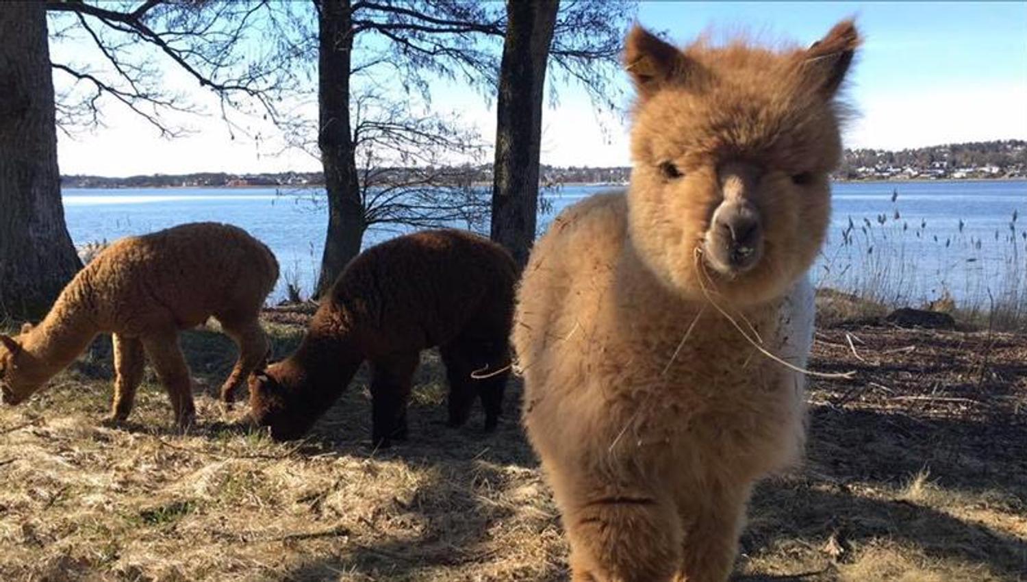 tre fine alpakkadyr