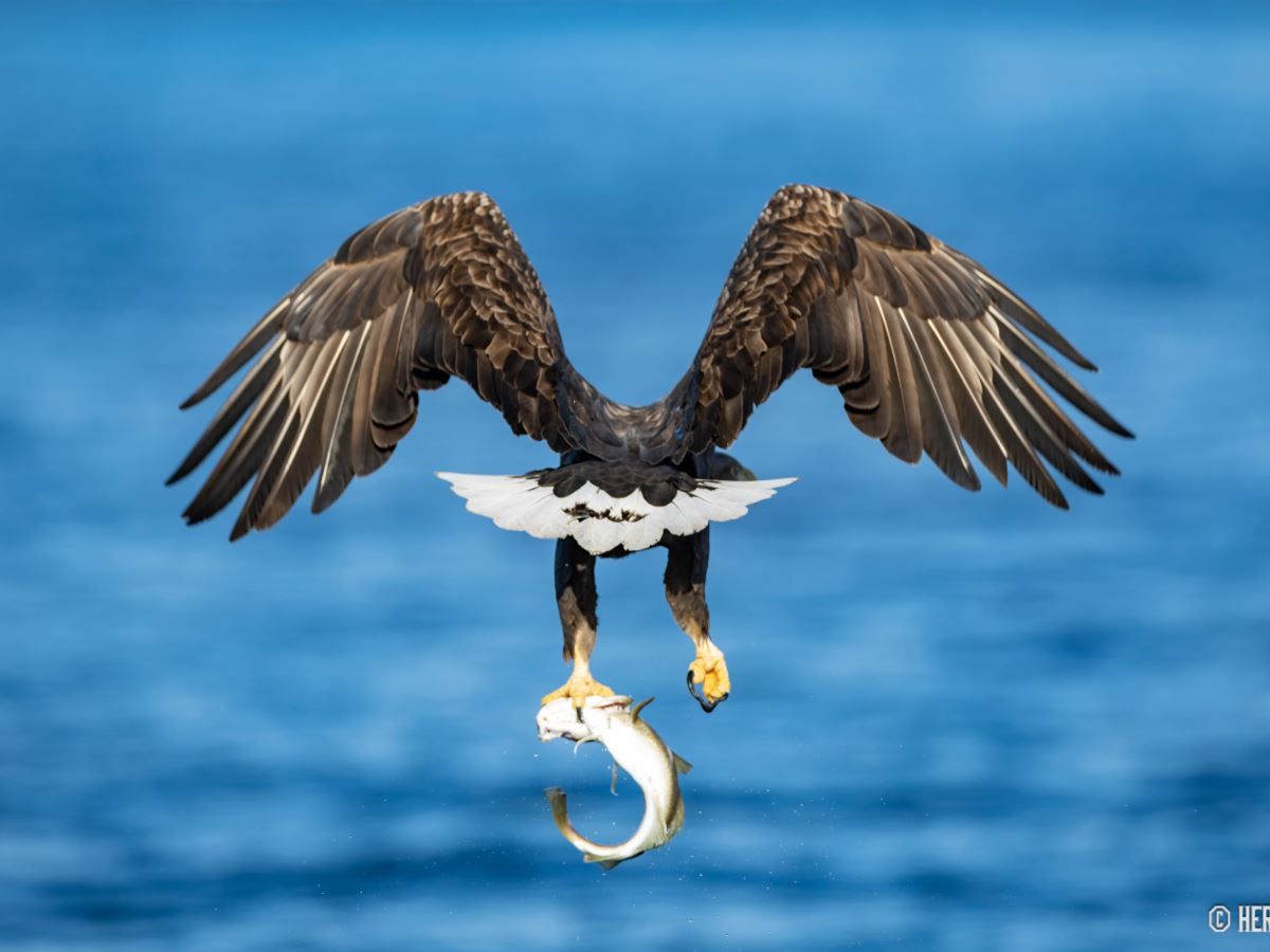 Ørn som har fanget en fisk