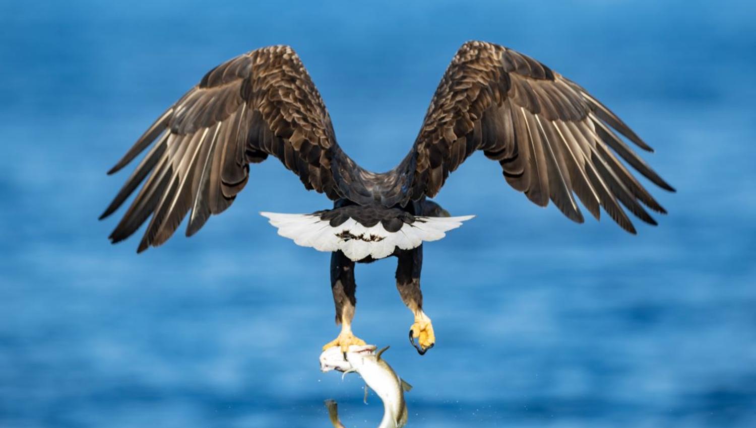 Ørn som har fanget en fisk