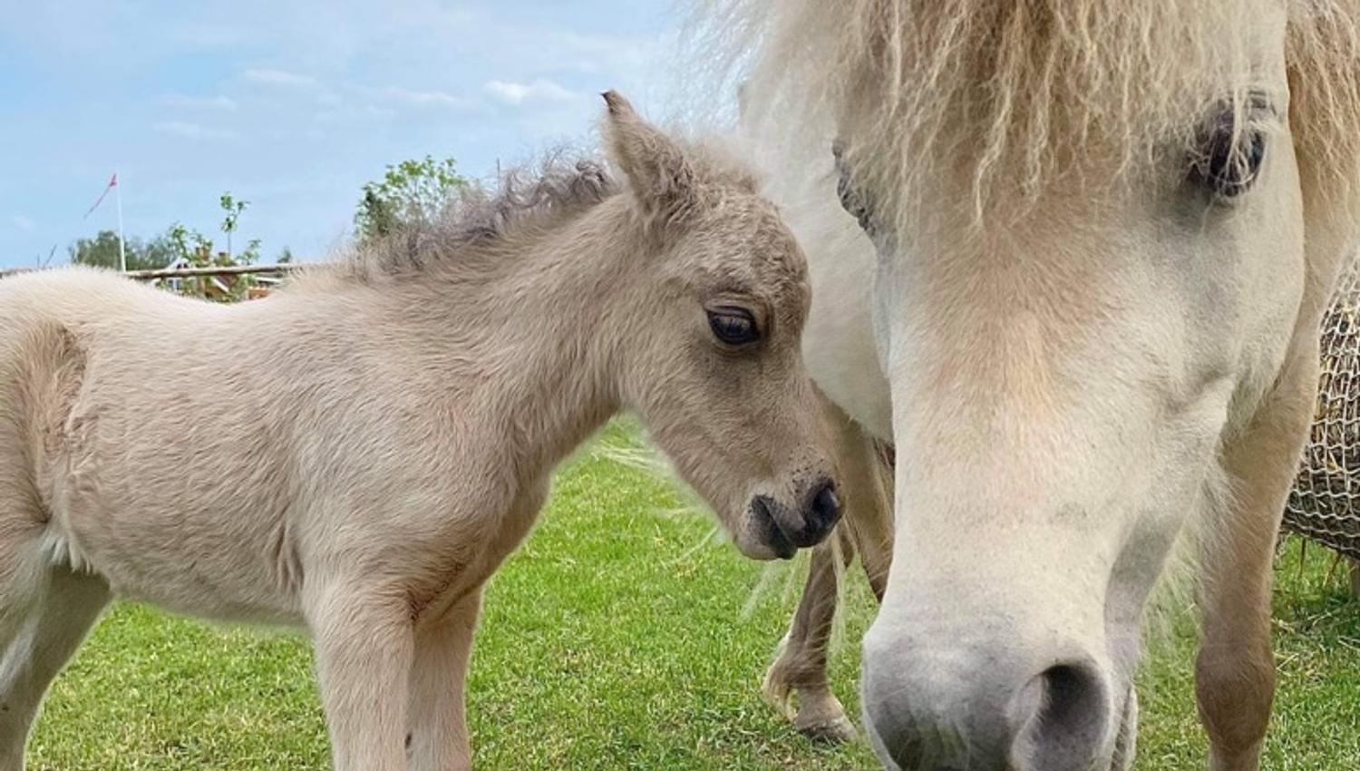 Horses