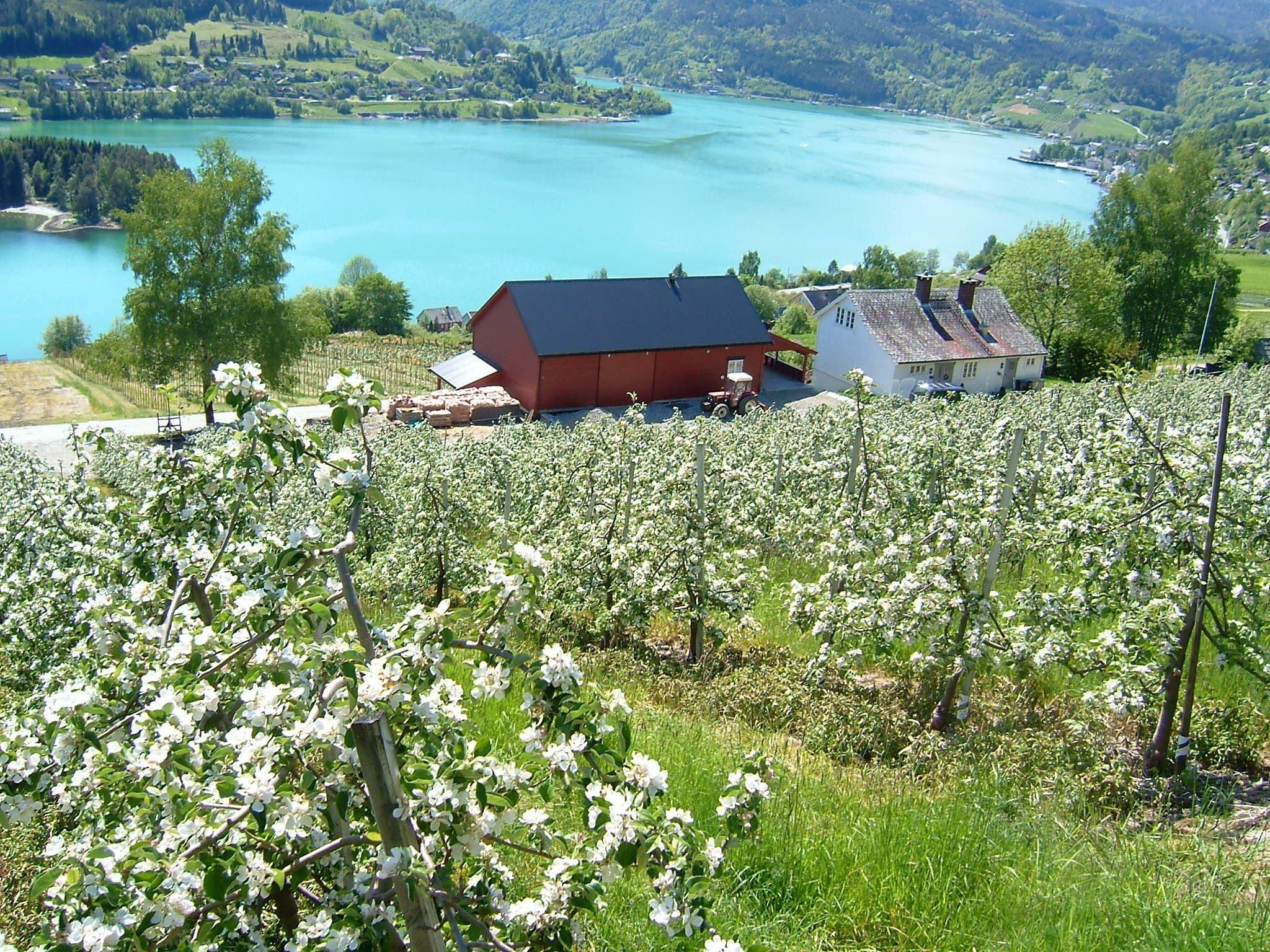 A spectacular view of the Hardangerfjord from Ulvik’s blooming orchard.