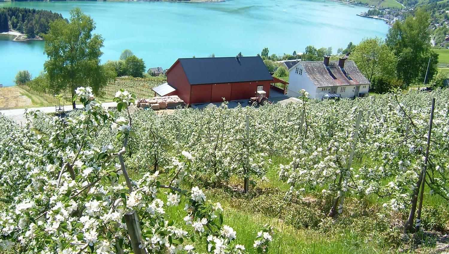 A spectacular view of the Hardangerfjord from Ulvik’s blooming orchard.