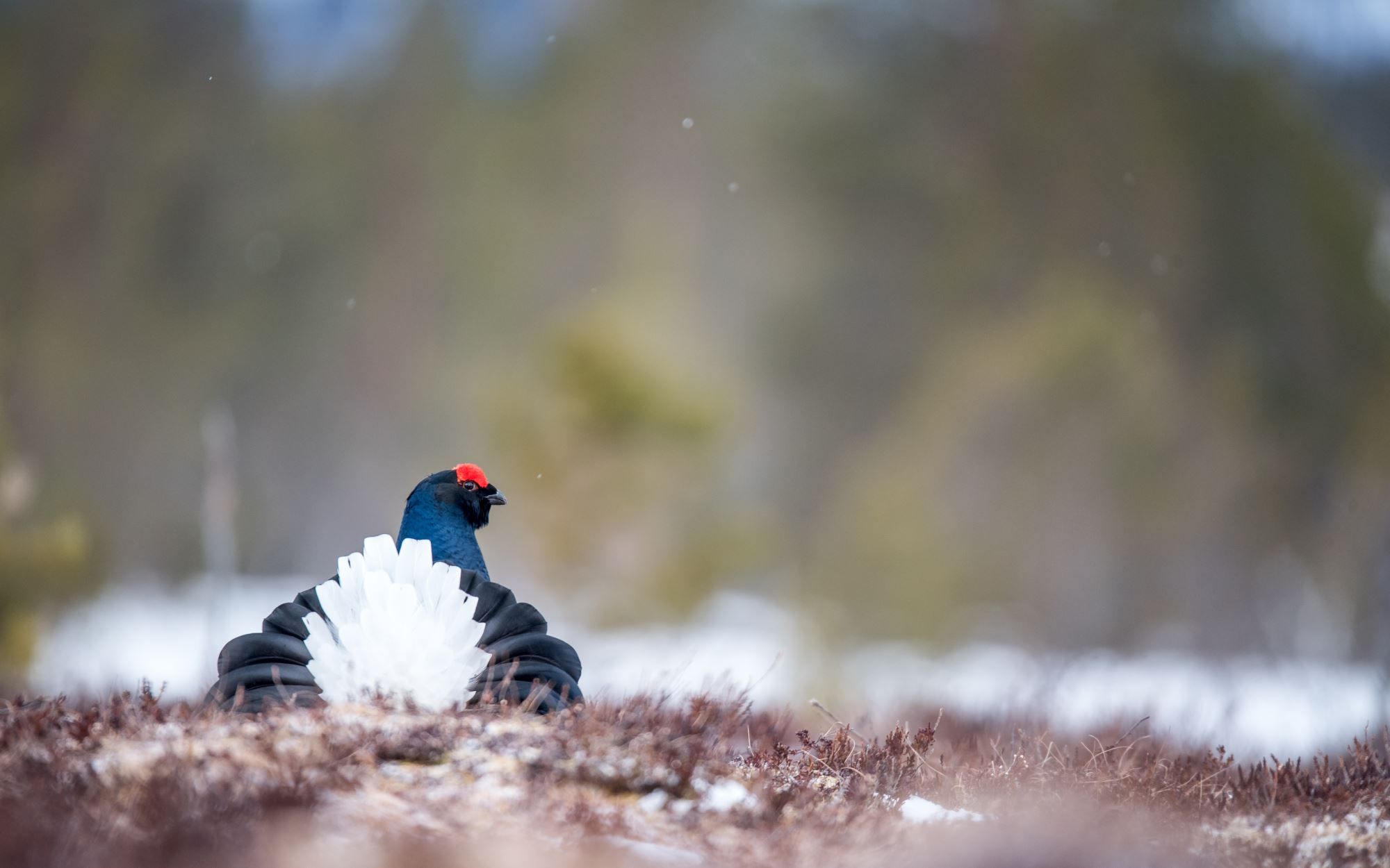 Snow in the air