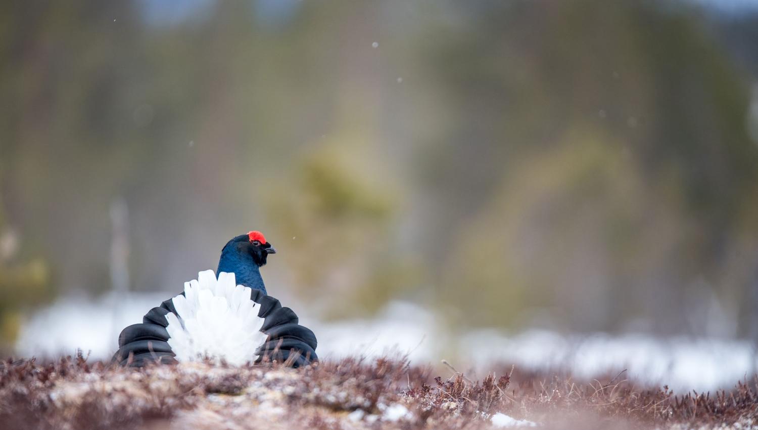 Snow in the air