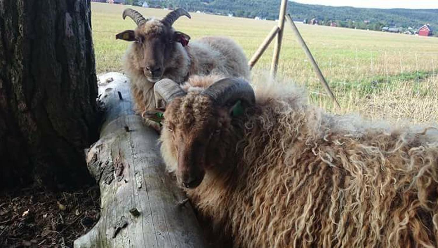 Sheep