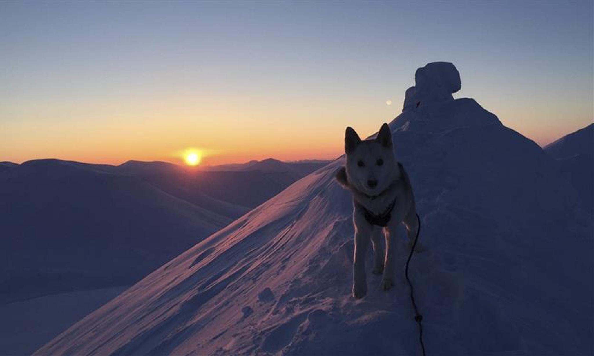 A dog on a snowy mountain ridge with the mountain top Trollsteinen and a sunset in the background
