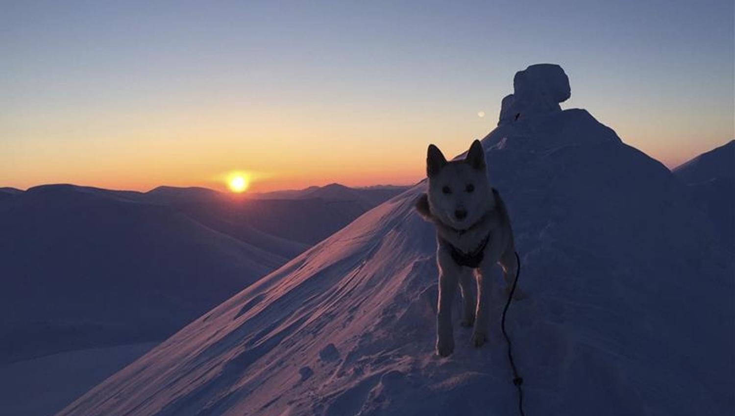 En hund på en snødekt fjellrygg med fjelltoppen Trollsteinen og en solnedgang i bakgrunnen
