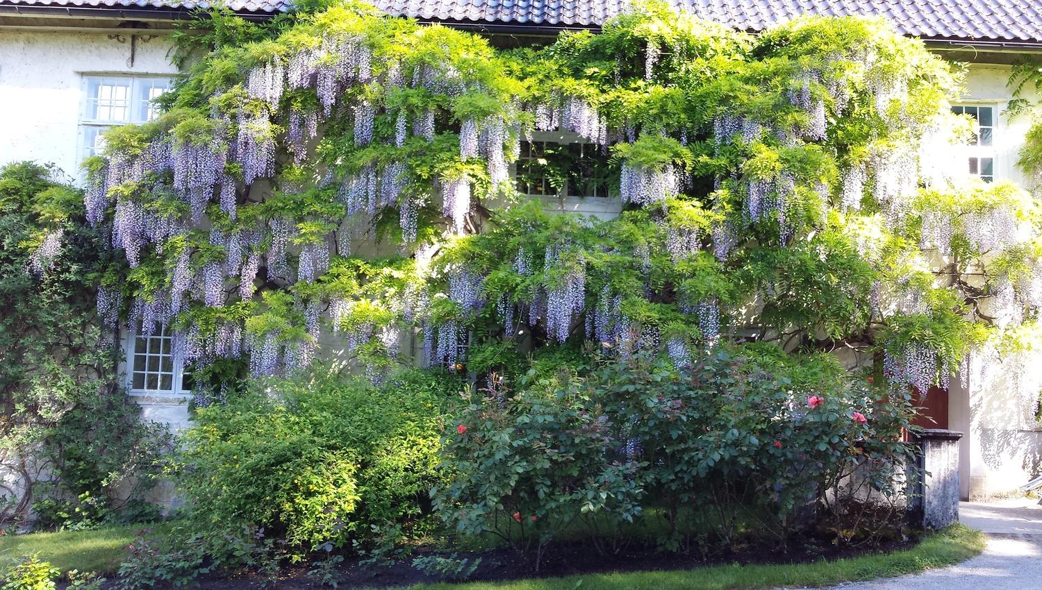 Wisteria-klatreplante dekorerer veggen på Baroniet i Rosendal, omgitt av grønt og frodig landskap.