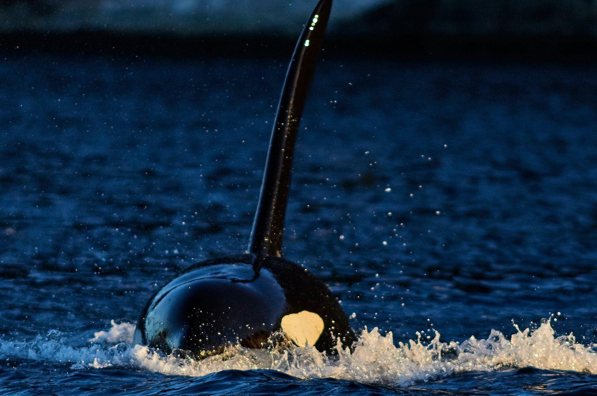 Orca breaking the water surface
