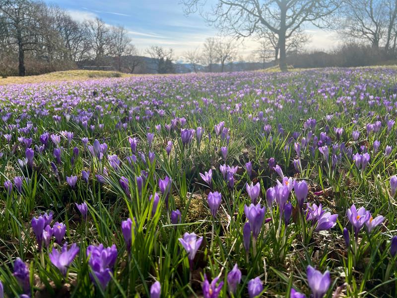 Mildekrokus Arboretet