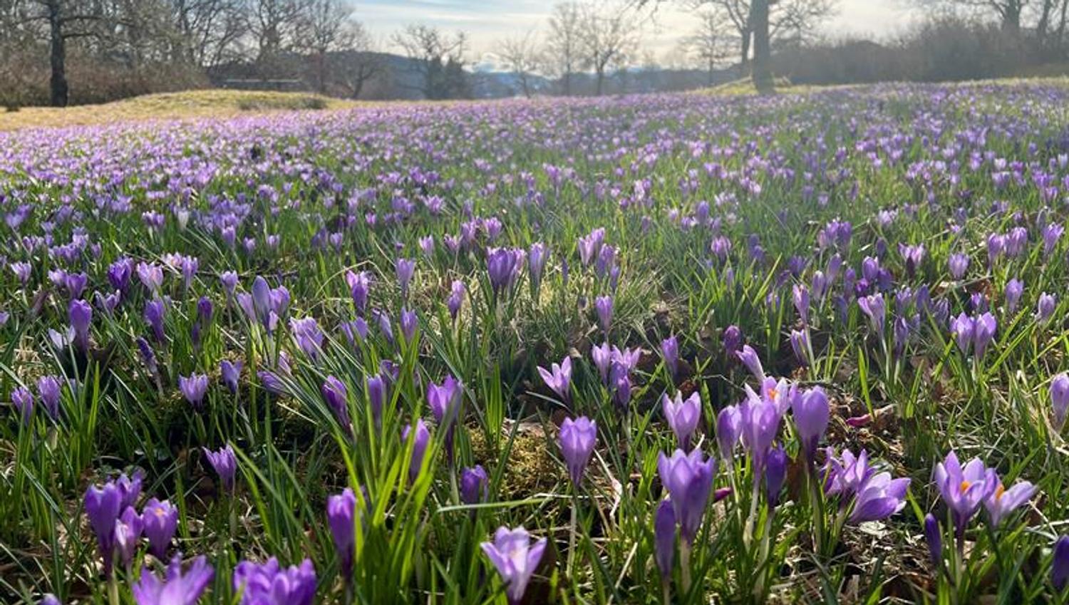 Mildekrokus Arboretet
