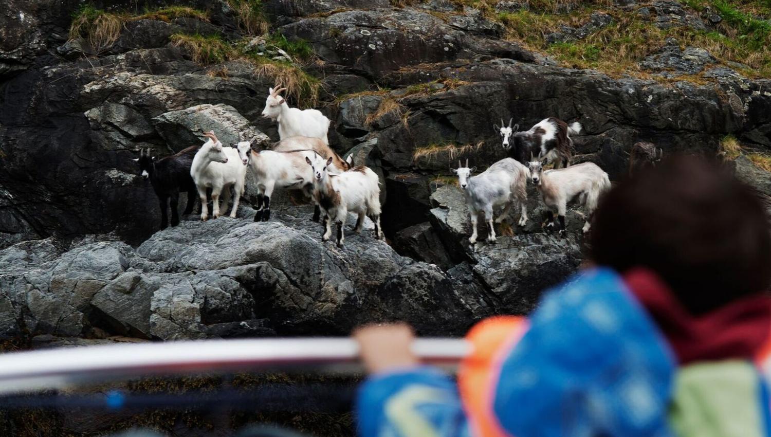 FjordSafari