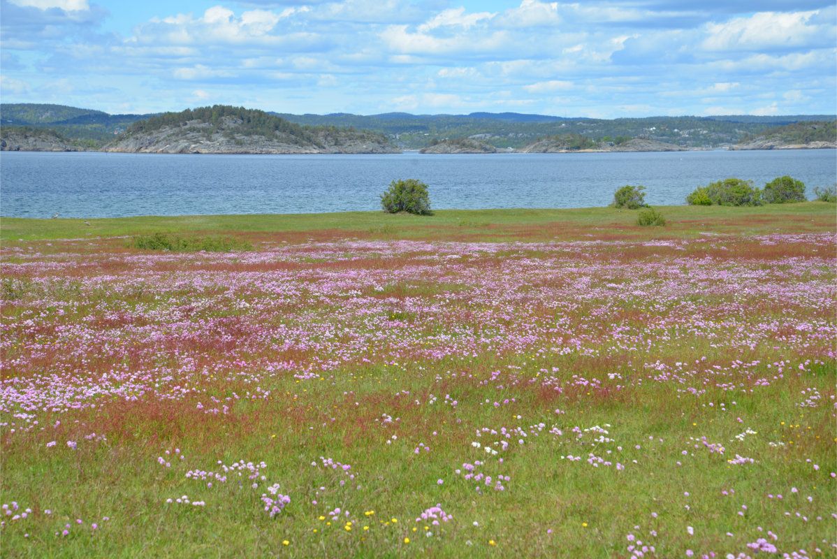 Strandnellik i blomst på Øitangen