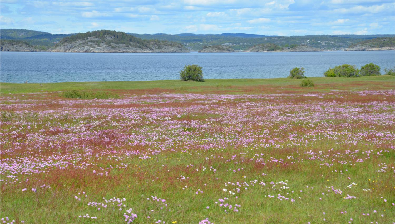 Strandnellik i blomst på Øitangen