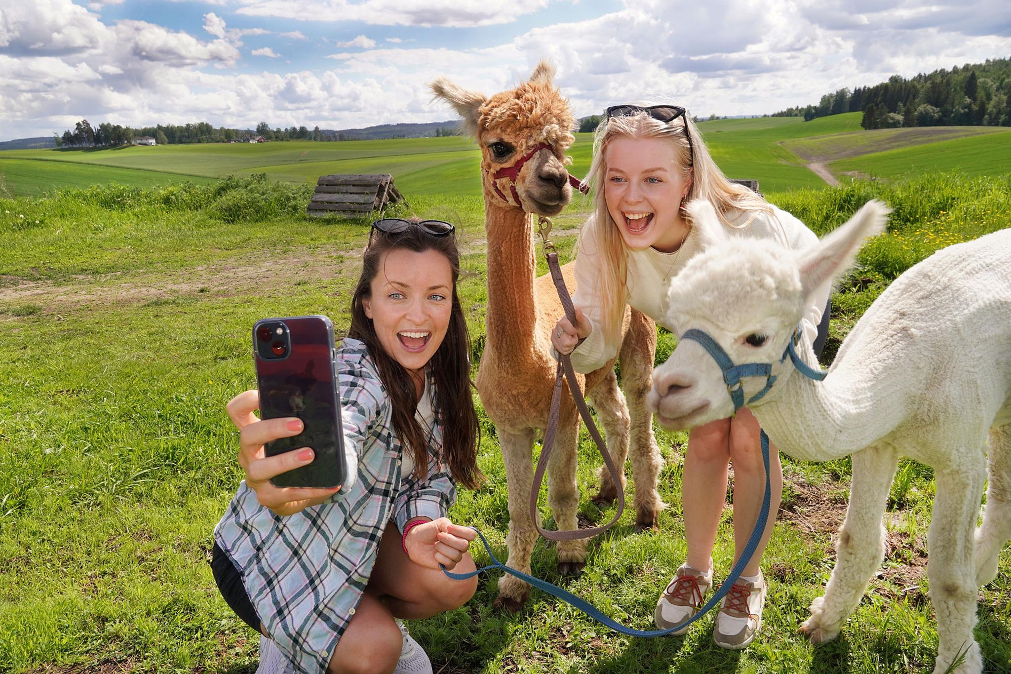 Alpaca selfie