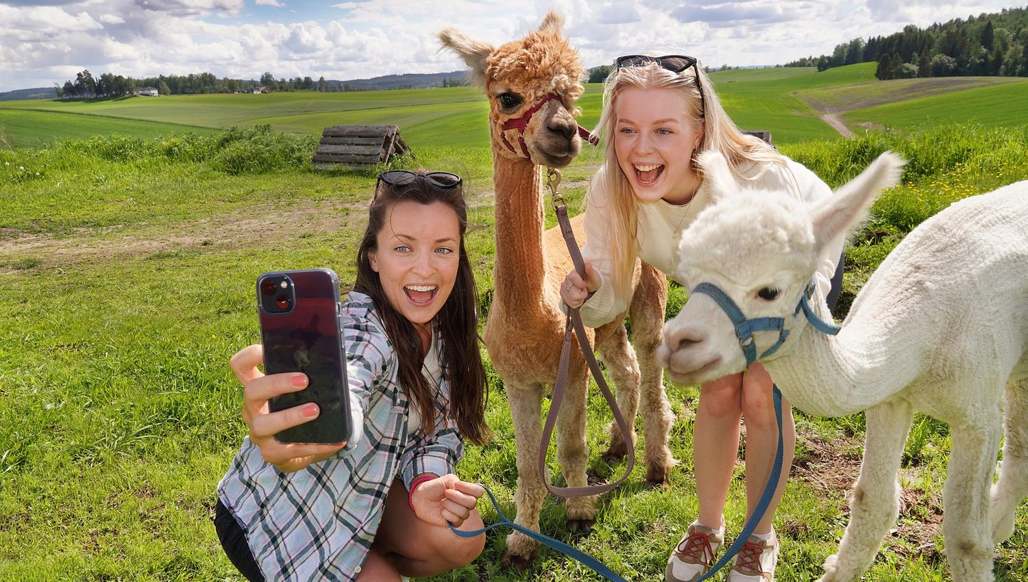 Alpakka selfie 2 jenter og 2 alpakkaer