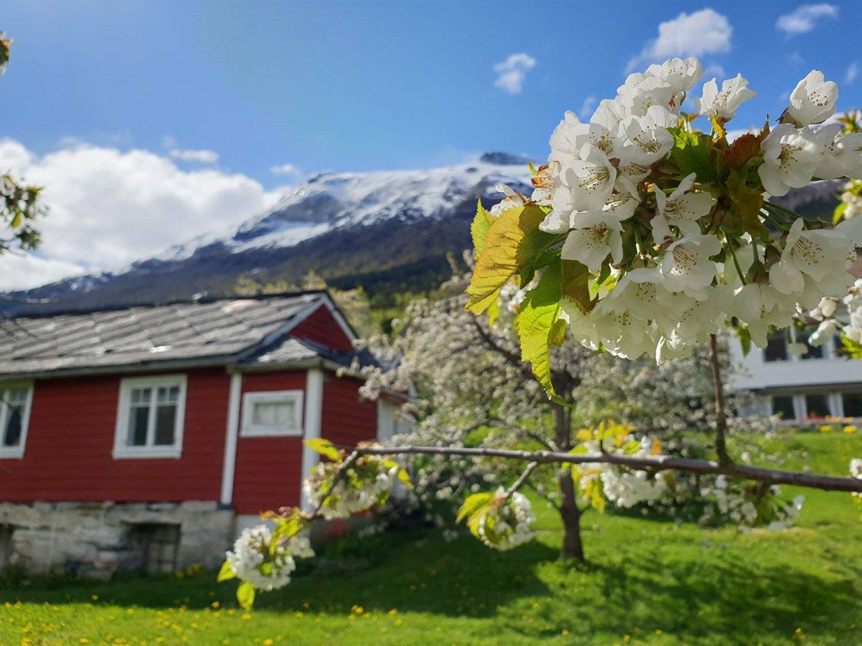 Blossoming in Hardanger
