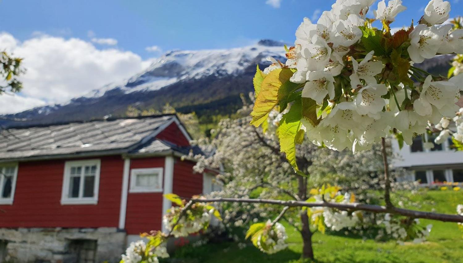 Blossoming in Hardanger
