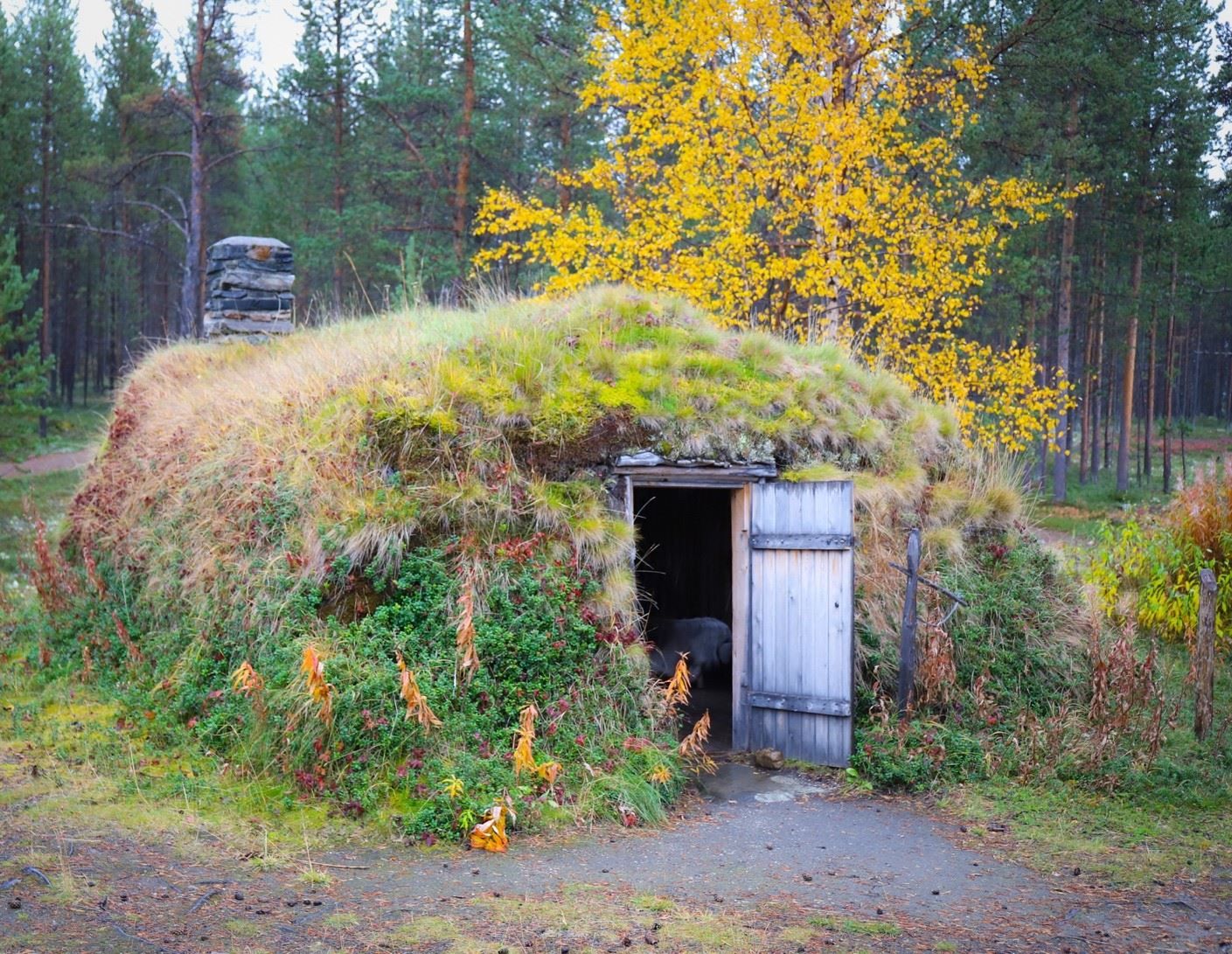 Sparrolavdnjegoahti (torvgamme med taksperre) i friluftsmuseet om høsten. Denne typen torvgamme var en permanent bolig.