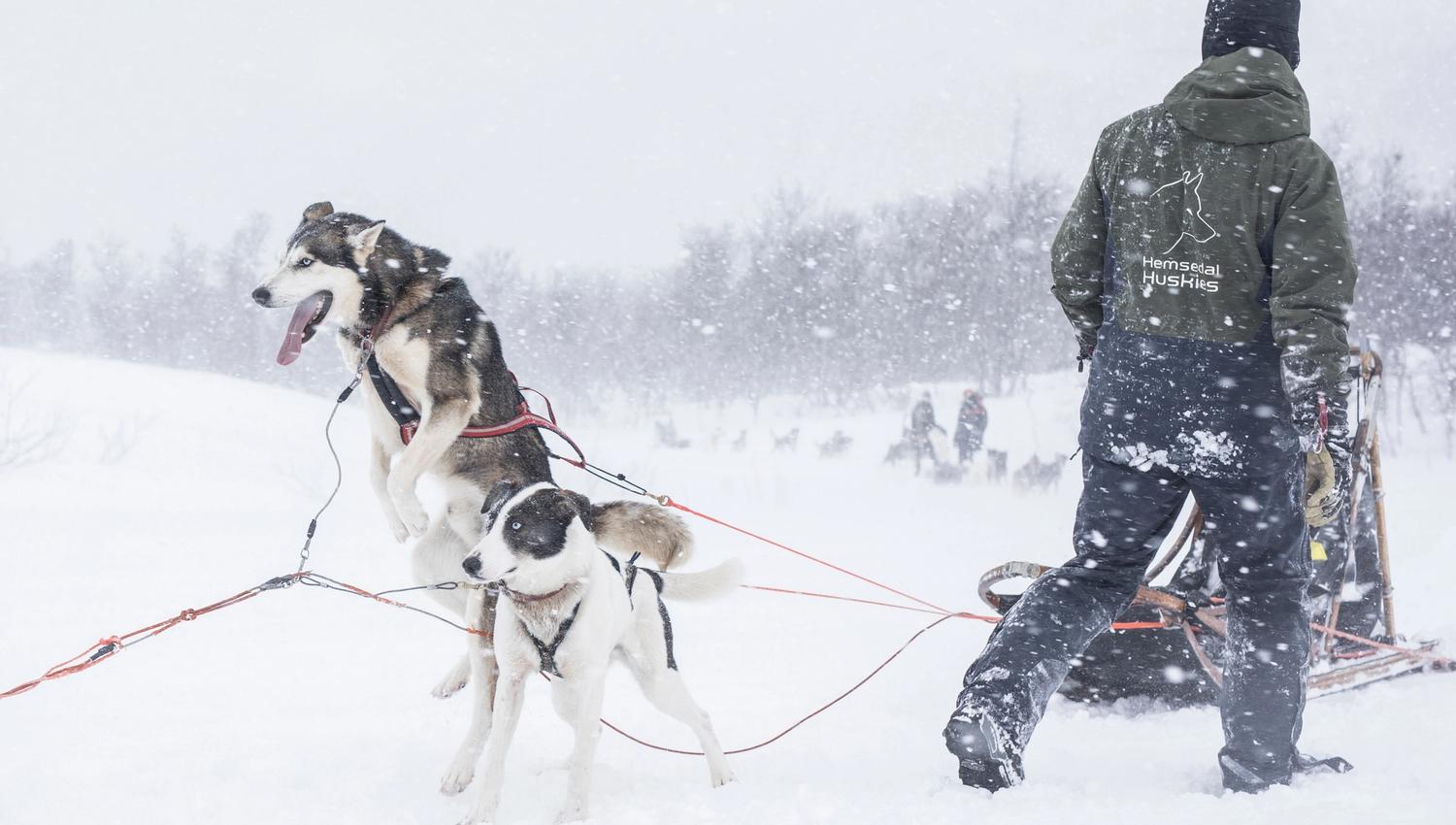 hemsedal huskies