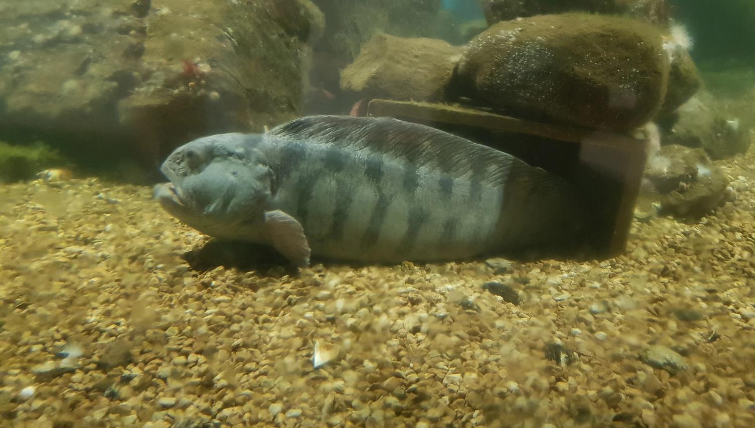 Steinbiten Hugo