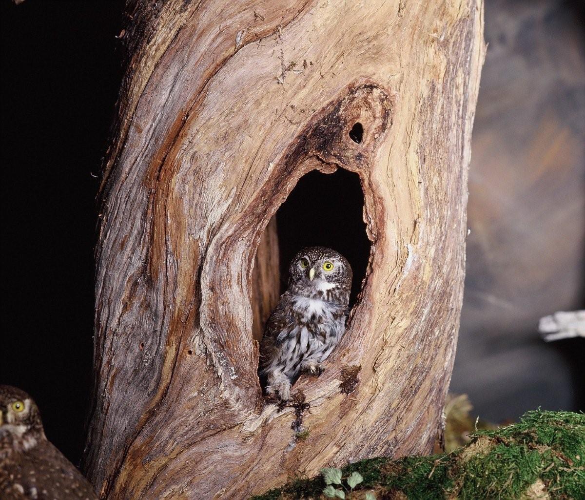 Natural History Museum