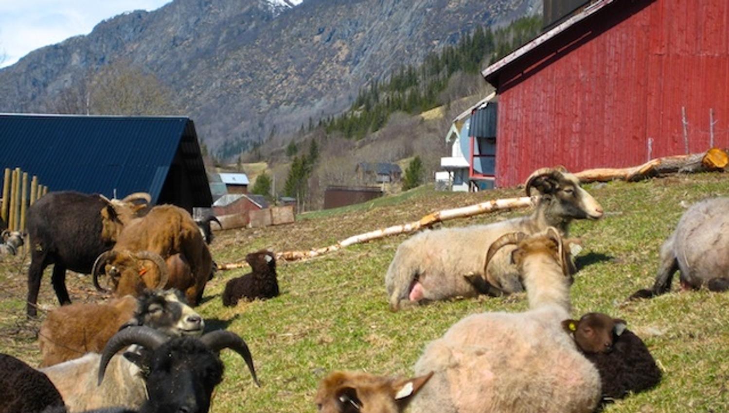 Aalstveit, sauer med horn som ligger i gresset