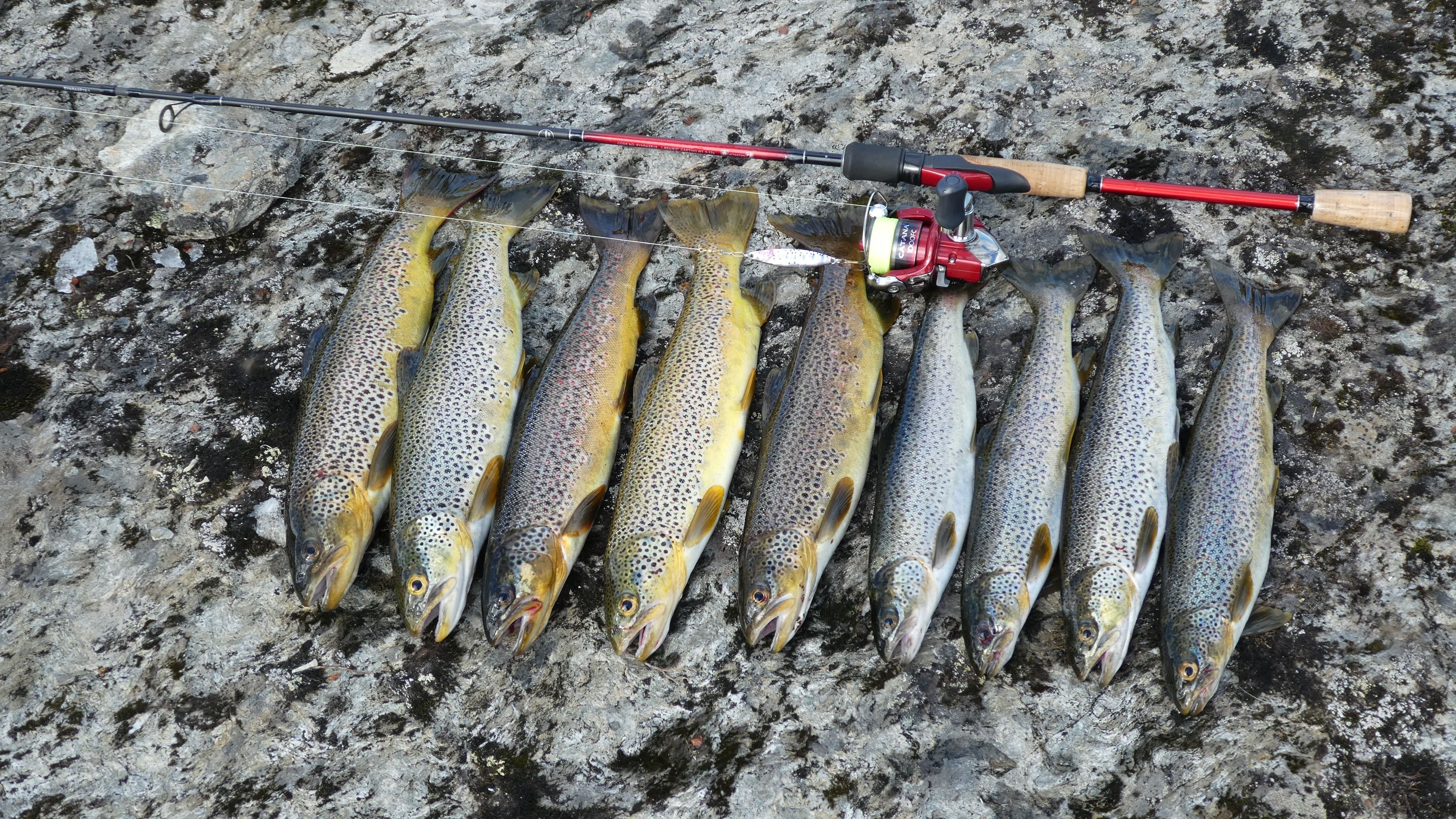 Fisk og fiskestang på stein. I Børgefjell.