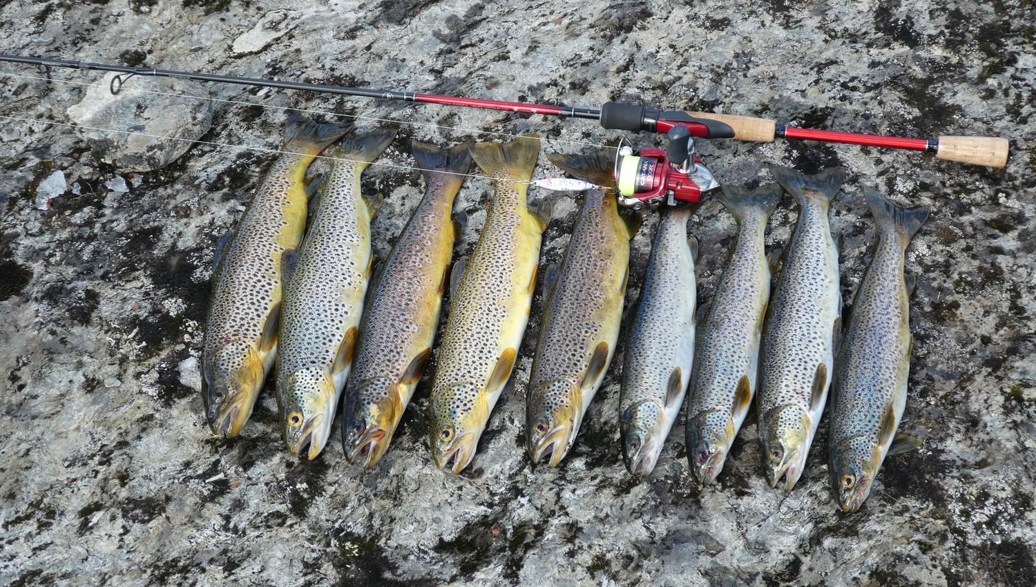 Fisk og fiskestang på stein. I Børgefjell.