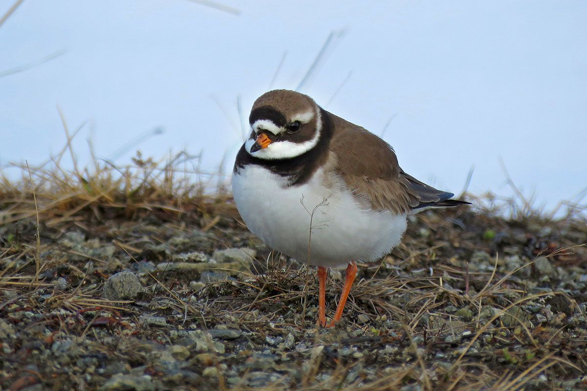 Sandlo (Charadrius hiaticula) can be found around Urektjernet.