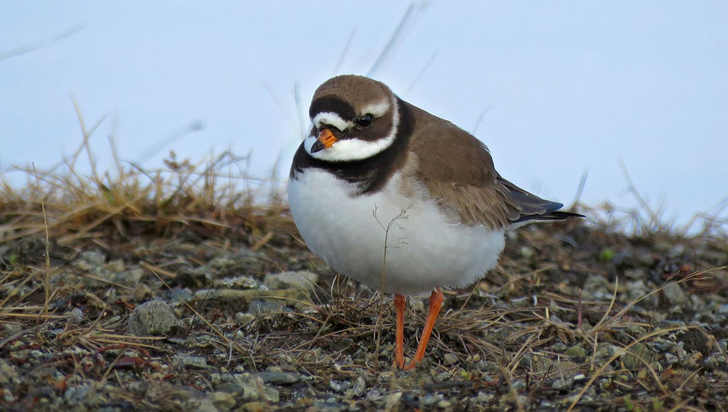 Sandlo (Charadrius hiaticula) can be found around Urektjernet.