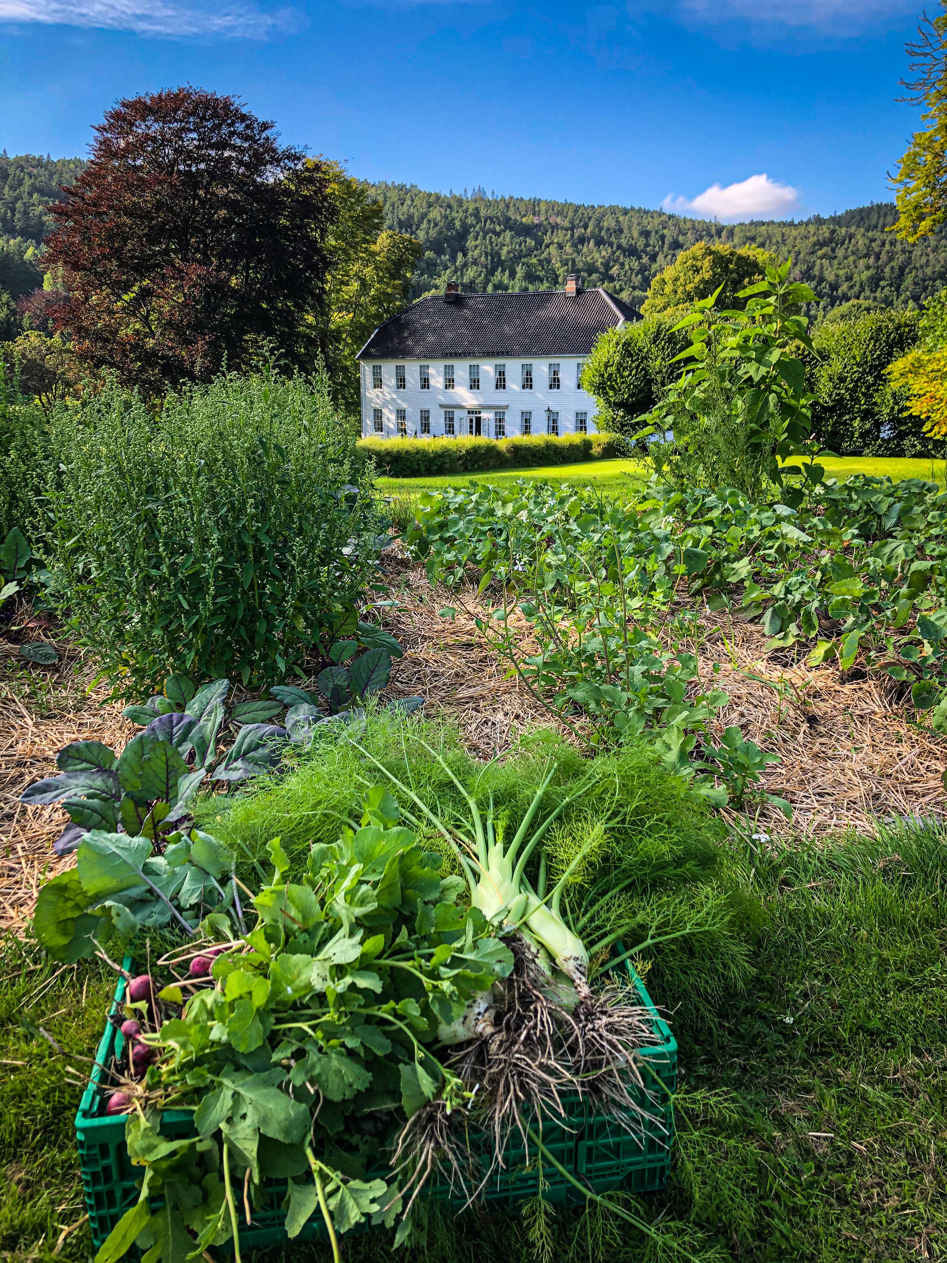 Fra grønnsakshagen