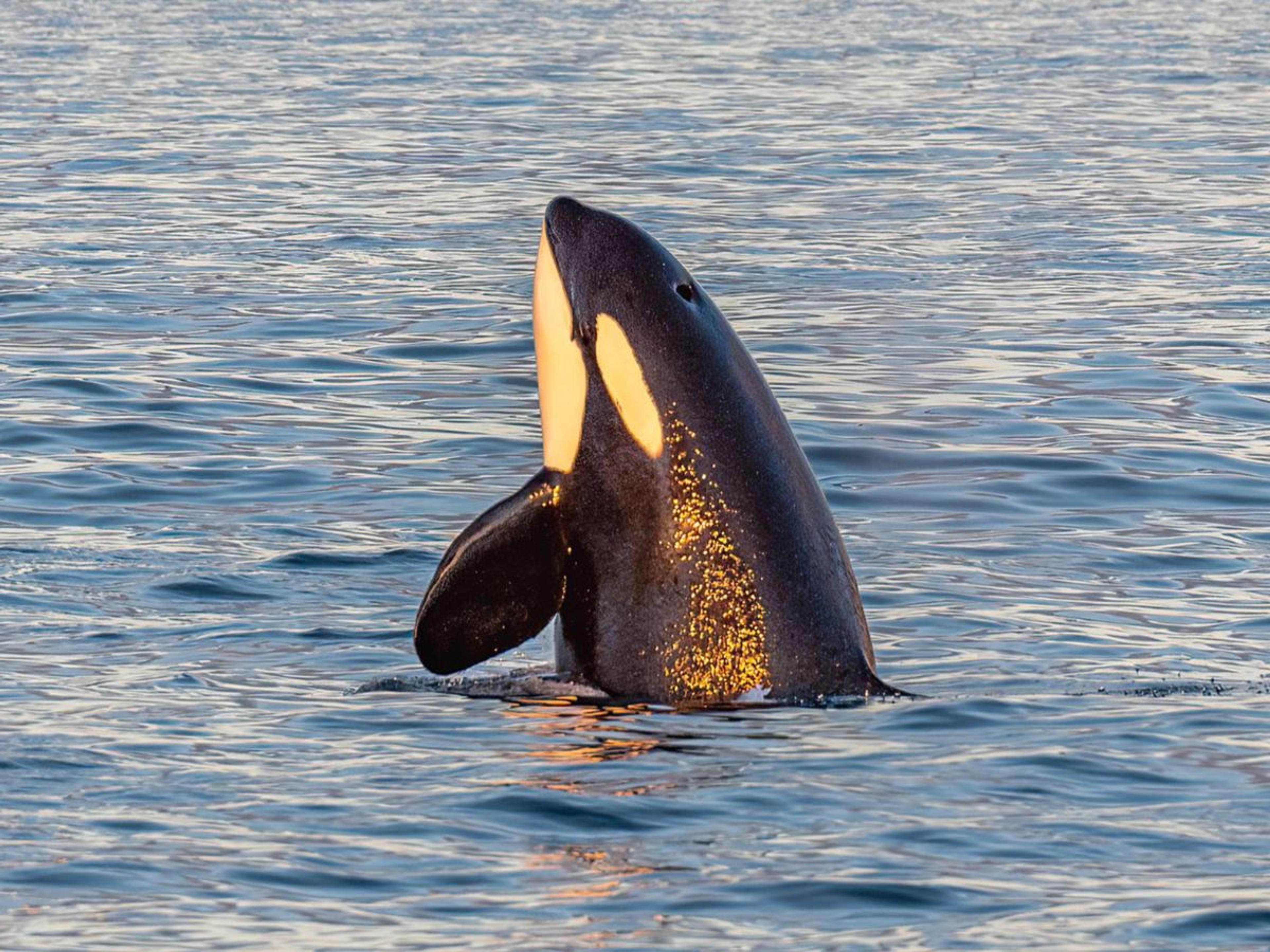 Responsible Whale Watching with MS Alba