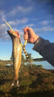 Fiske 3
