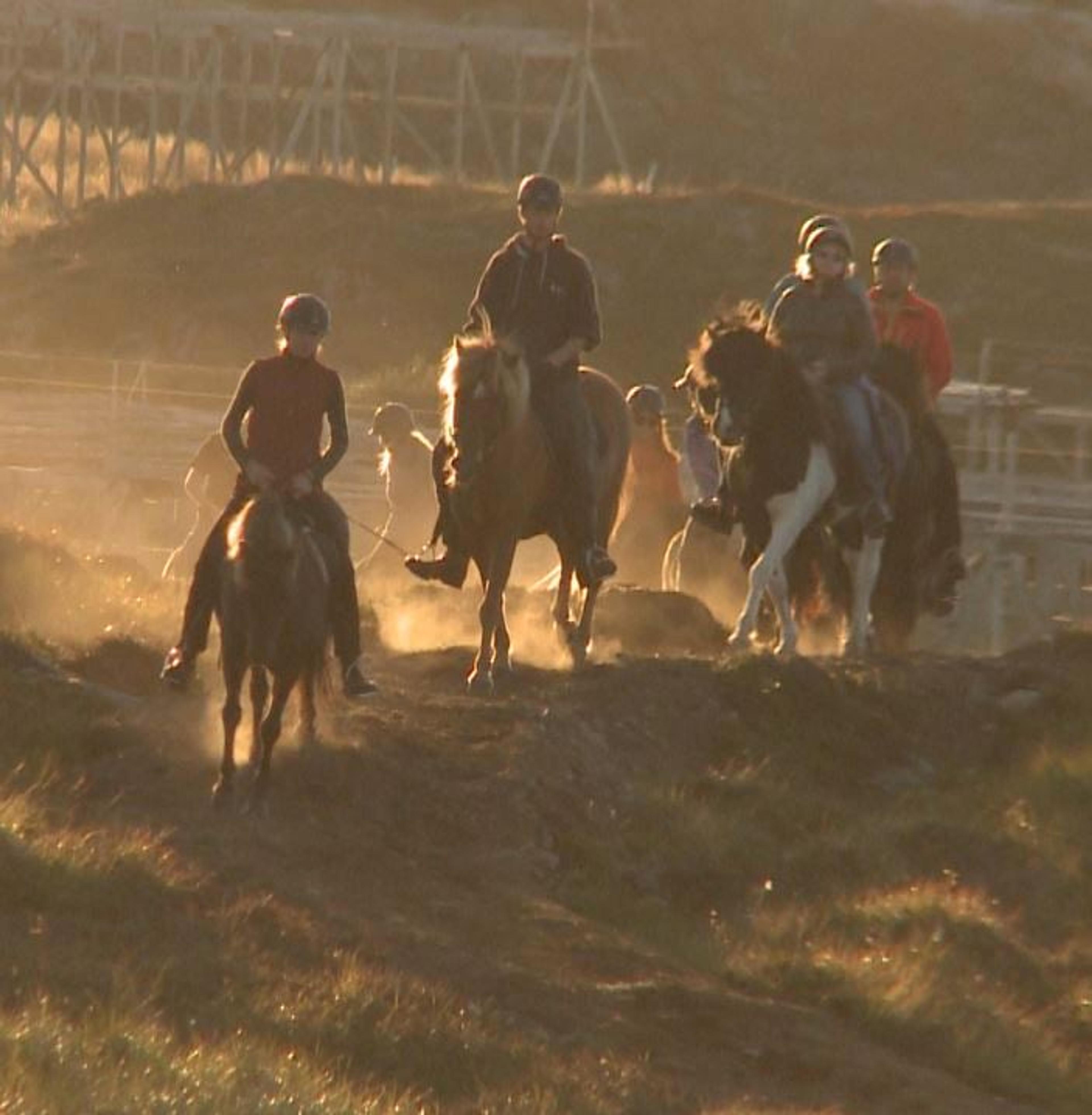 Half Day Tour (4 hours) - Horsebackriding on Icelandic Horses in Lofoten